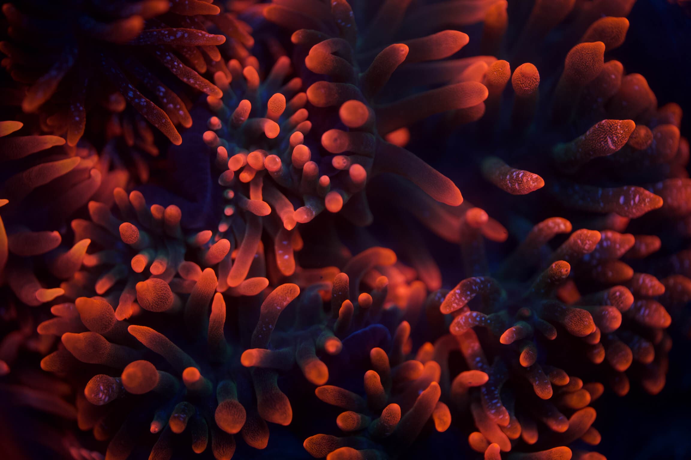 Ocean coral reef background